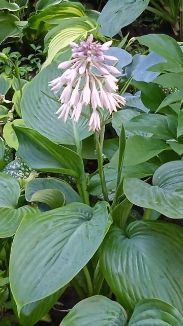 #садові квіти #flowers #квіти #тіневитриваліквіти #хоста смотреть онлайн