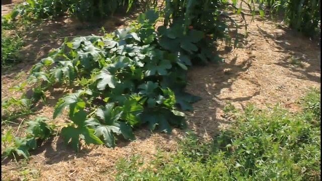 tsyunhehqwa, Oneida Native American farm смотреть онлайн