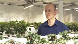 Выращивание клубники зимой