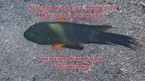 24. Хейлин губан метлохвостый Питание и очищение под музыку Sam Taylor блюз Nakanoshima HD