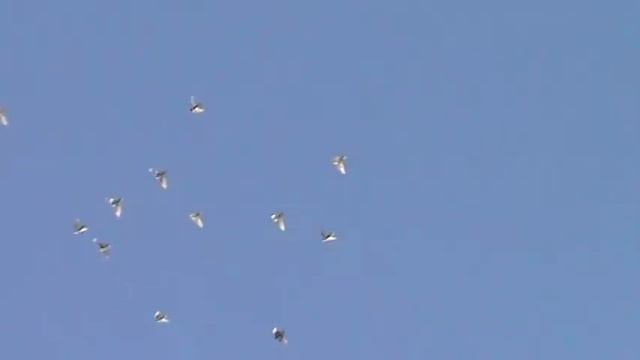 Полеты пермских голубей смотреть онлайн