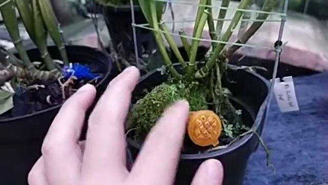 Brassocattleya Rustic Spot 'H&R