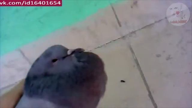 Голубь чётенько сдох смотреть онлайн