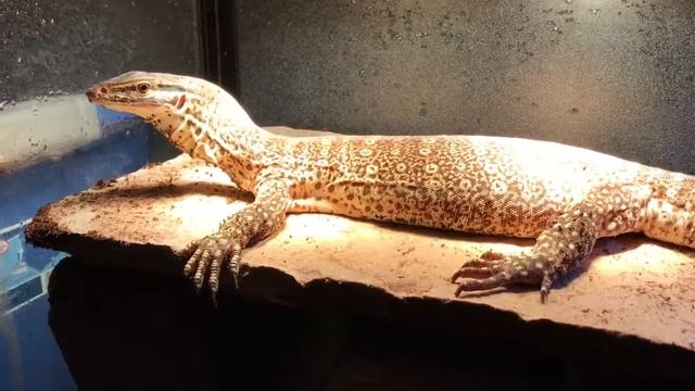 My Female Varanus Panoptes Argus Monitor