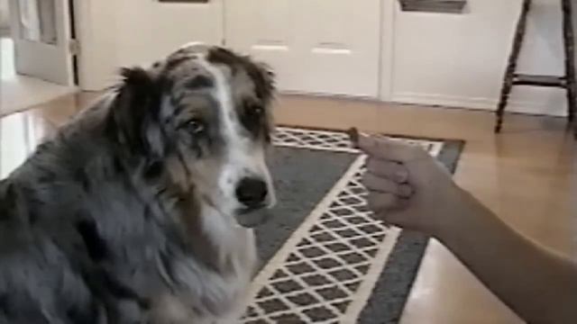 Smart Dog Refuses To Take Treats From The Dog Catcher смотреть онлайн