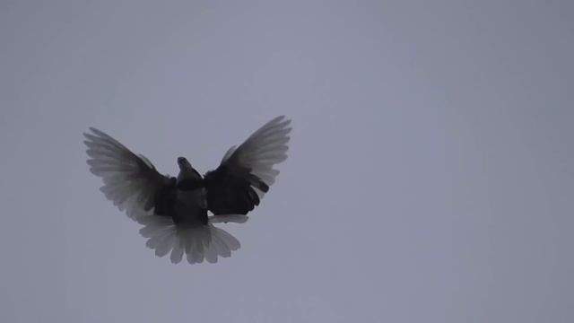 00073 смотреть онлайн