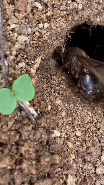 Королева муравьев листорезов: первые шаги к трону #antqueen