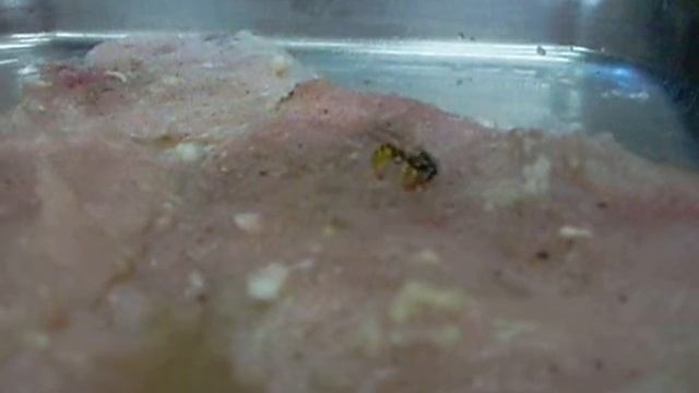 ОСА ВОРУЕТ МЯСО !!! Wasp stealing meat смотреть онлайн