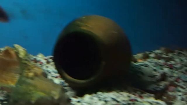 Neolamprologus Brikardi смотреть онлайн