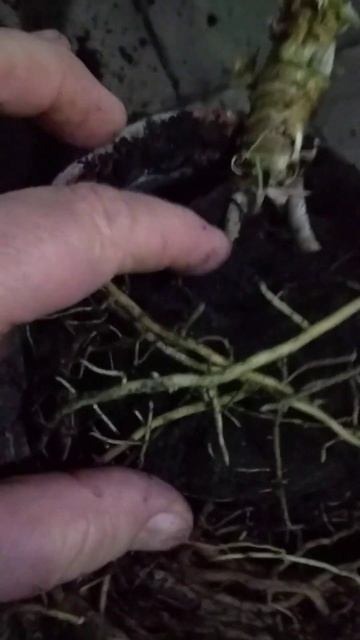 кімнатні поглинають землю