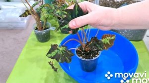 КОМНАТНЫЕ РАСТЕНИЯ(ЦВЕТЫ).БЕГОНИИ.