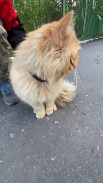 Бездомный котик!👍🫶 Лайк за котейку! Любите животных!👍 Пишите имя этому котику в коментах!😺