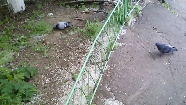 Голуби играют в прятки за деревом смотреть онлайн