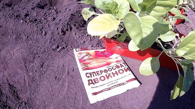 Как вырастить табак курительный в Сибири смотреть онлайн