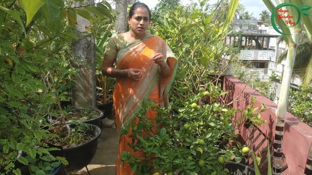 How to grow Lemon easily || TELUGU GARDEN VLOG смотреть онлайн