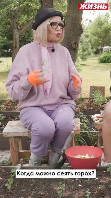 Когда можно сеять горох￼