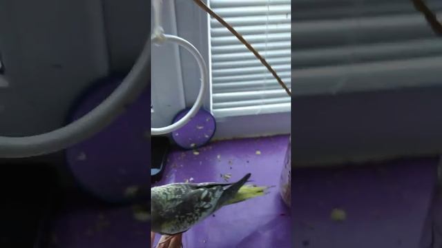 1 день приручение корелла