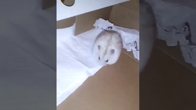 Поющий хомяк