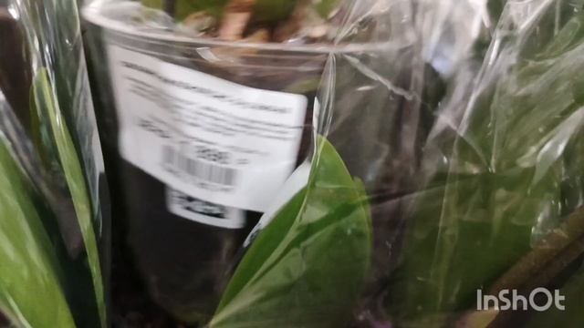 Праздничный завоз орхидей смотреть онлайн