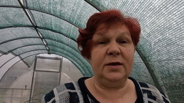 КАПУСТА ПОРАДУЕТ УРОЖАЕМ ПРИ ТАКОЙ ПОДКОРМКЕ!! ПЕКИНКА РАСТЕТ ОТЛИЧНО!! смотреть онлайн