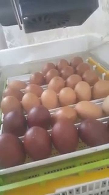Kulucka Maran Yumurtası Ve Iri Yumurtalarımızı Koyduk #fransamaranstavuklarının Yumurtaları
