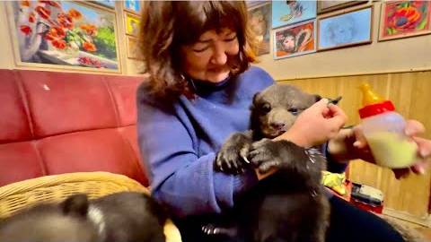 Накормить медвежат это не простое дело, они и меня СКОРО СЬЕДЯТ))) смотреть онлайн