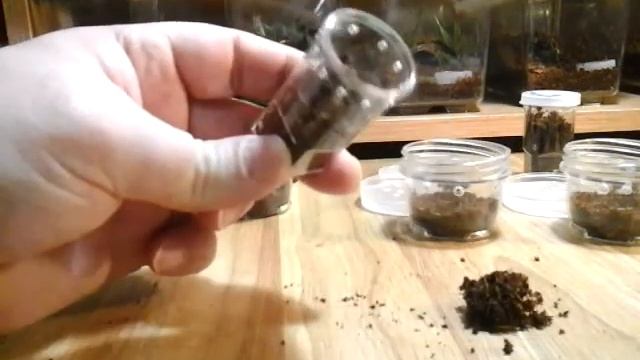 Brachypelma Albopilosum Rehousing March 23, 2016 смотреть онлайн