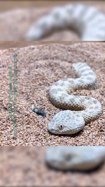 Saharan sand viper#_SNAKE🐍🐍🐍 смотреть онлайн