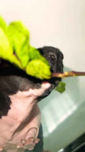 Guinea pig eating salat смотреть онлайн