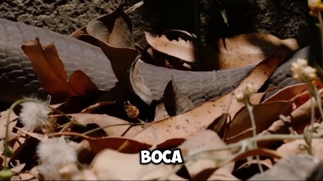 La Mamba Negra - La serpiente más letal del planeta 🌎😱 смотреть онлайн