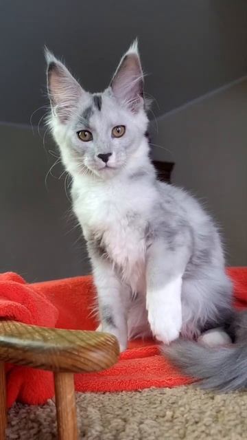 котёнок мейн кун из питомника Страна Гулливеров, gulliver-coon.ru смотреть онлайн