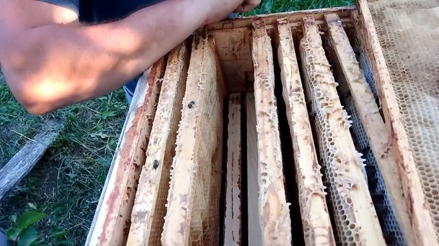 Карника, бакфаст и о мёде смотреть онлайн