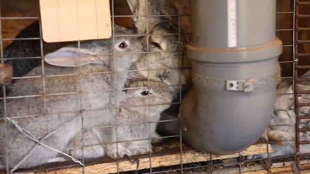 Новости из нашего крольчатника в Осельках смотреть онлайн