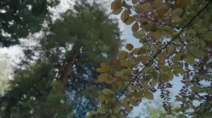 Загадочное исчезновение | Катя Четина