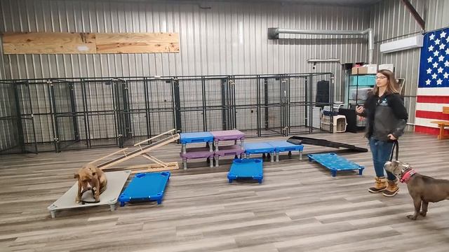 Pit bulls Tony and Gracie Heading Home! | Mini Educator 300 series | Basic Commands in action смотреть онлайн