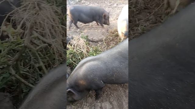 Легкий перекус вьетнамских свиней смотреть онлайн