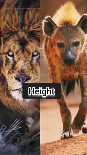 Lion Vs Hyena #shorts#viral#lion#hyena#short#youtubeshorts#youtube#trending#new#animals#4k#hd смотреть онлайн
