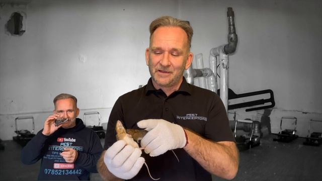 Mice, Things You Need To Know! Field Mouse Or Wood Mouse What's The Difference?!