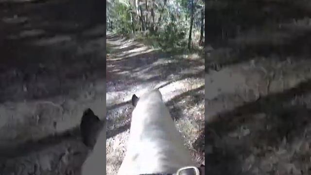 Gypsy Cob Stallion “Harry” The Kingsman - Trail Rides смотреть онлайн