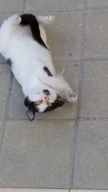 Смешной котёнок кувыркается на спине 😹 Funny kitten roll on back 😸 Lustige katzen 😻 Gatos engraçado смотреть онлайн