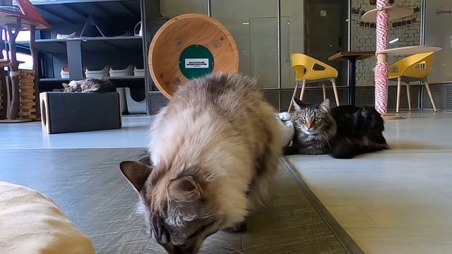 cat cafe 38.5) Haeni, who likes to be petted on his butts.