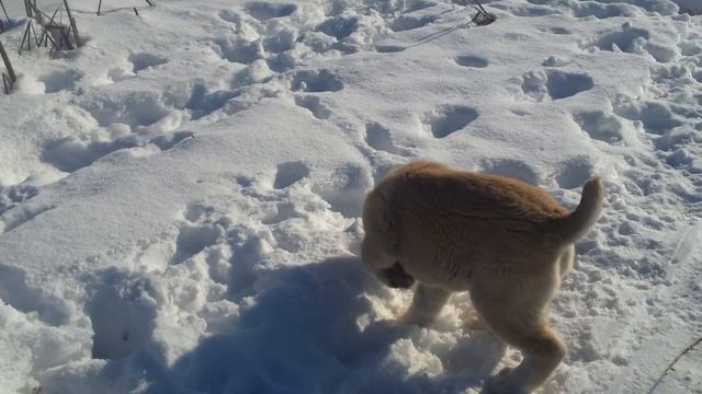 камыши щенки