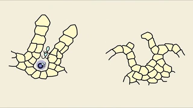 Інтелект України, біологія, частина VІ, урок 6, завд. 2 смотреть онлайн