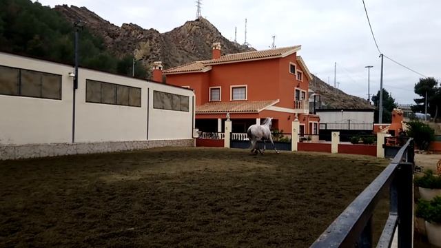 Интересная лошадь смотреть онлайн