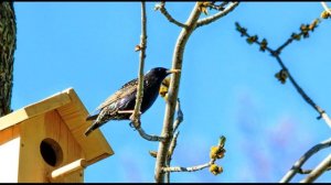 Н  Заболоцкий  Уступи мне, скворец, уголок #стихиовесне #стихиоприроде  #поэты20века