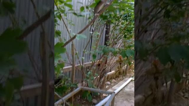 жесть, кошки хотят съесть крысёнка