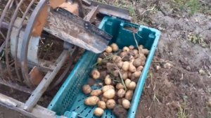 Испытание барабанной картофелекопалки. #лето2021 #картофель #жара2021