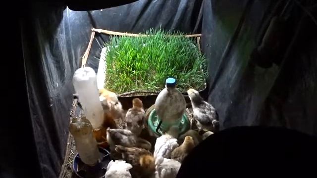 3 Релакс, цыплята и трава смотреть онлайн