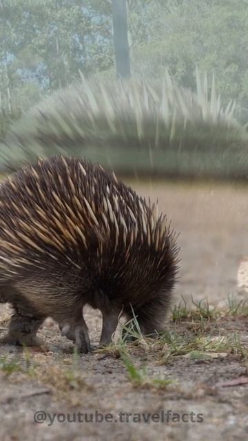 L'échidné смотреть онлайн