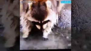 Енот потерял сахарную вату в воде